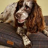 Thumbnail 11 of Joules Dog Mattress - Henson Check