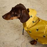 Thumbnail 12 of Joules Golightly Packaway Dog Jacket - Bee Print