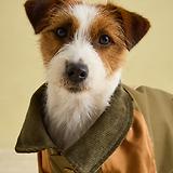 Thumbnail 7 of Joules Kennington Water Resistant Dog Coat - Brown & Khaki