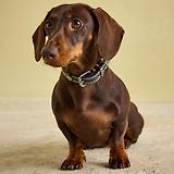 Thumbnail 8 of Joules Leather Dog Collar - Navy