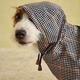 Thumbnail 14 of Joules Packaway Dog Jacket - Henson Check