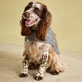 Thumbnail 8 of Joules Packaway Dog Jacket - Henson Check
