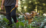 Thumbnail 12 of RUFFWEAR Crag EX Adjustable Dog Lead - Alpine Dusk