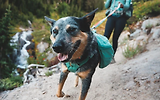 Thumbnail 10 of RUFFWEAR Front Range Day Pack - River Rock Green