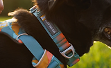 Thumbnail 4 of RUFFWEAR Front Range Dog Collar - Moonlight Fade