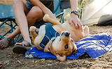 Thumbnail 12 of RUFFWEAR Highlands Dog Sleeping Bag - Huckleberry Blue (Medium)