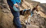 Thumbnail 15 of RUFFWEAR Hitch Hiker Dog Lead - Slate Blue