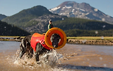 Thumbnail 10 of RUFFWEAR Hydro Plane Floating Throw Toy - Campfire Orange