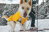 Thumbnail 6 of RUFFWEAR Vert™ Dog Jacket - Mineral Yellow