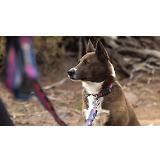 Thumbnail 9 of RUFFWEAR Crag EX Adjustable Dog Lead - Grassy Oxbow
