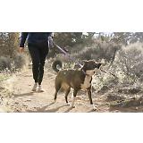 Thumbnail 8 of RUFFWEAR Crag EX Adjustable Dog Lead - Grassy Oxbow